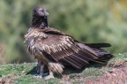 Non voglio vedere volare una mosca..... Non voglio vedere volare una mosca.....