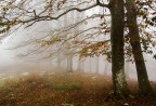 bosco d'autunno bosco d'autunno