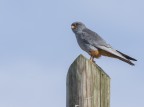 Falco Cuculo Falco Cuculo