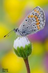 Aricia Agestis Aricia Agestis