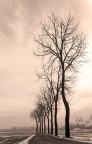 alberi alberi