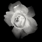 La rosa
