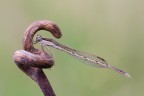 Riparata Riparata