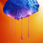 The Jellyfish The Jellyfish