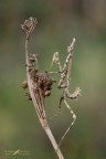 Empusa pennata Empusa pennata