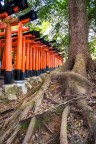 Torii