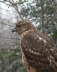 rapace rapace