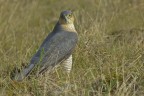 Sparviere (Accipiter nisus) Sparviere (Accipiter nisus)