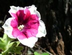 Colori Colori
