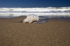 sea sea