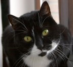 Milù Milù
