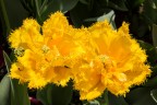 Tulipani strani Tulipani strani