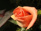 rosa rosa