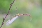 La prima empusa del 2017 La prima empusa del 2017