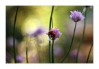 sull'erba cipollina ;/) sull'erba cipollina ;/)