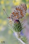 Melitaea phoebe Melitaea phoebe