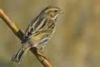 Migliarino di palude (Emberiza schoeniclus) Migliarino di palude (Emberiza schoeniclus)