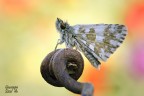 Pyrgus Pyrgus