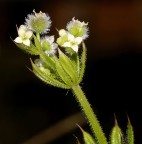 Galium aparine Galium aparine
