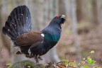 il mio primo gallo cedrone il mio primo gallo cedrone