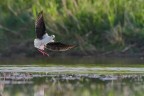 Landing Landing