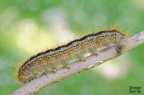 Melasocoma castrensis Melasocoma castrensis