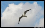 Volare Volare