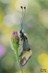 Libelloides longicornis