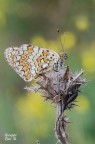 Melitaea ornata Melitaea ornata