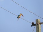 Stork Billed Kingfisher