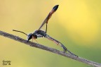 Ammophila