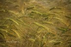 il colore del grano