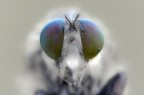 Occhi magnetici Occhi magnetici