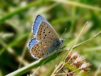 Lycaenidae 2 Lycaenidae 2