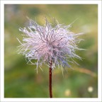 Fiore montano