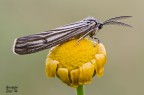 Spiris striata Spiris striata