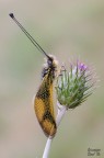 Longicornis Longicornis