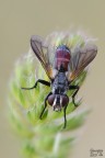 Tachinidae Tachinidae