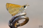 Genenes pumilio