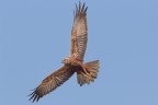 Altro falco di palude Altro falco di palude