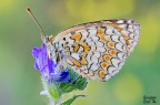 Melitaea ornata Melitaea ornata