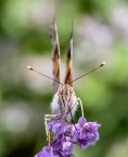 Macro 3 Macro 3