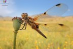 Quadrimaculata wide..... Quadrimaculata wide.....