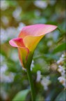Calla Calla