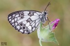 Melanargia Galathea