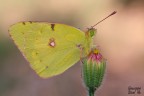 Colias crocea Colias crocea