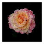 rosa rosa