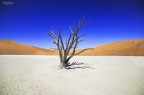 Dead Vlei