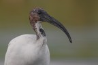 incontro ravvicinatissimo con l'ibis sacro