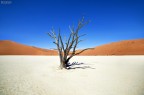 Dead Vlei e l'albero d'acacia